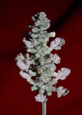 White salvia flower macro