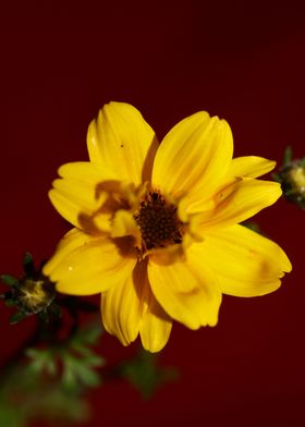 Cosmos caudatus blossoming