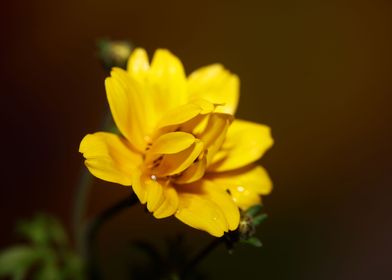 Yellow cosmos flower macro