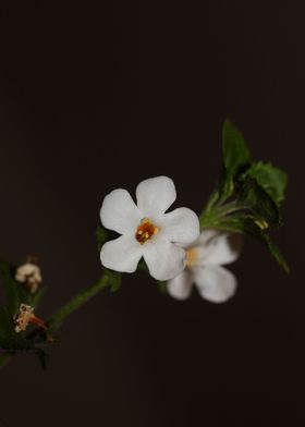 White sutera flower macro