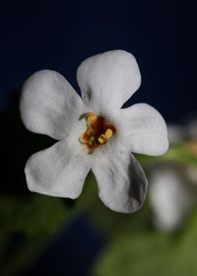 Flower blossoming close up