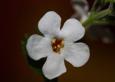 White sutera flower macro