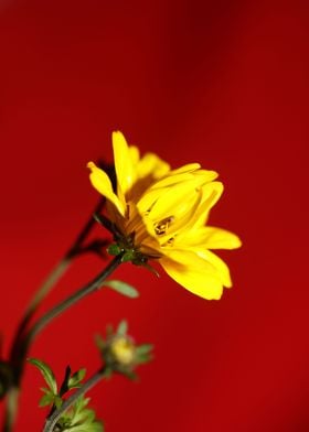 Yellow flower blossoming