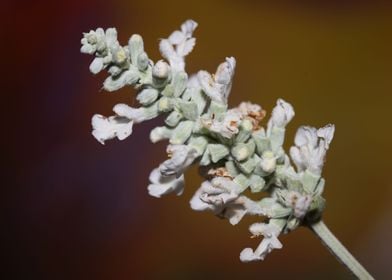 White salvia flower macro