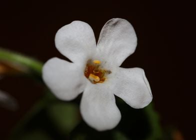 Flower blossoming close up