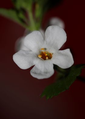 White sutera flower macro