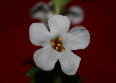 Flower blossoming close up