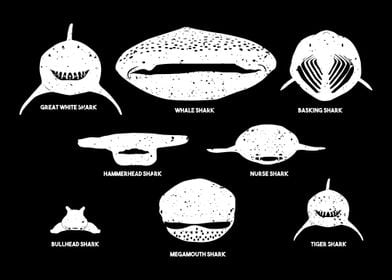 Types Of Sharks