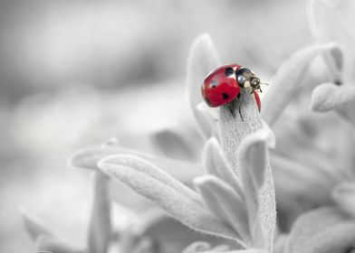 ladybug snow white