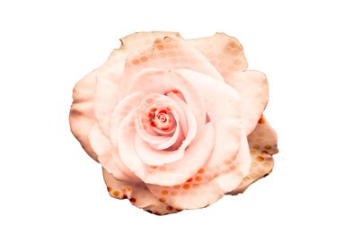 Padtel pink rose