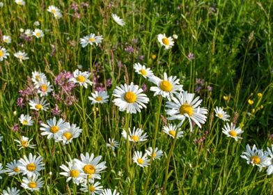 Daisies  meadow 