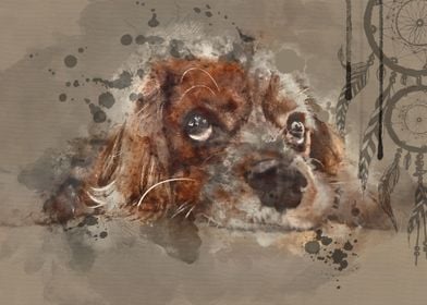 Cocker spaniel 