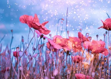 Poppies in the light