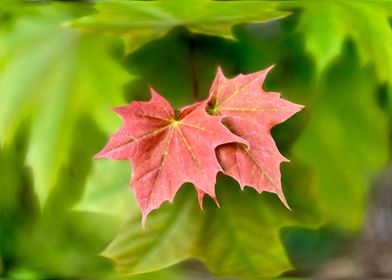 Two maple leaves