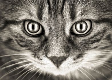 Eye Cat