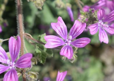 Malva Sylvestris 1