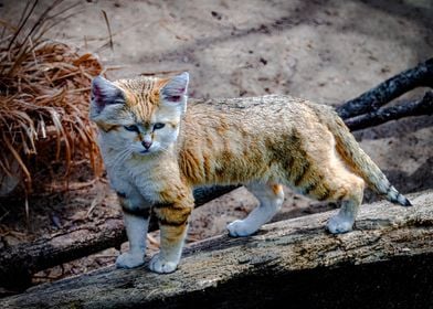 African Desert Cat