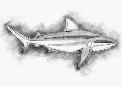 Bull Shark Sketch