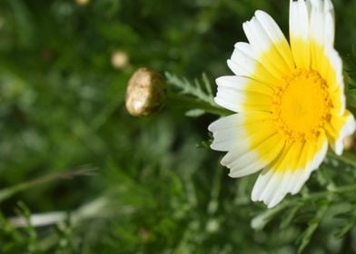 Glebionis coronaria 1