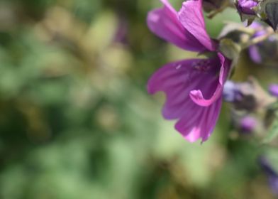 Malva Sylvestris 2