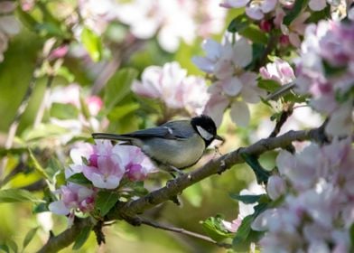 bird in flower