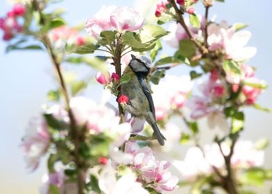 flowered bird