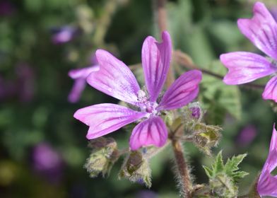 Malva Sylvestris 3