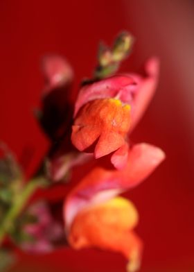 Flower blossoming close up