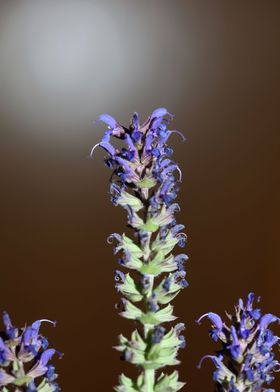 Salvia flowers blossoming