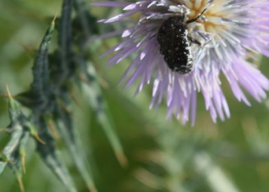 Galactites tomentosa 2