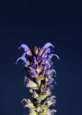 Flower blossoming close up