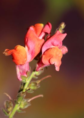 Flower blossoming close up