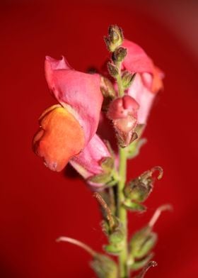 Red flower blossom closeup