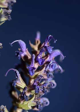 Salvia nemorosa blossoming