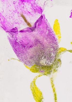 Pink campanula in ice 1