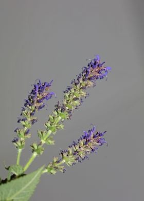 Aromatic salvia blossoming