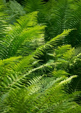 Green detail fern forest