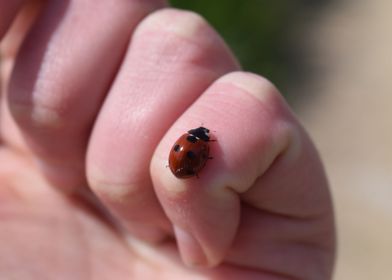 Ladybird on hand 2