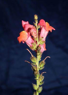 Red flower blossom closeup