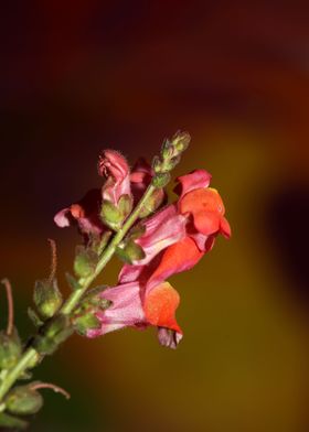 Antirrhinum majus flower