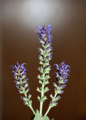 Aromatic salvia blossoming