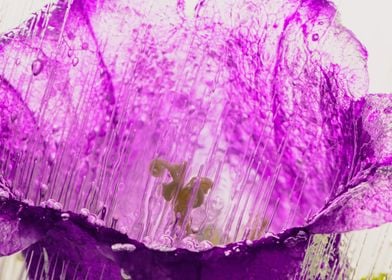 Pink campanula in ice 3