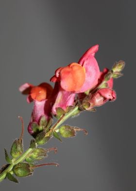 Flower blossom background