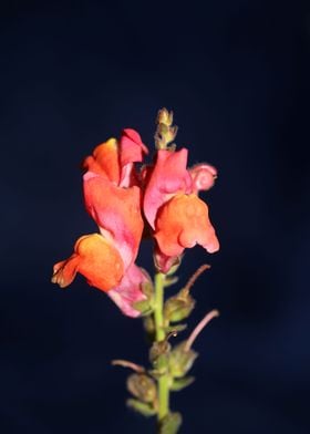 Red flower blossom closeup