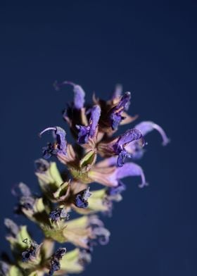 Salvia nemorosa blossoming