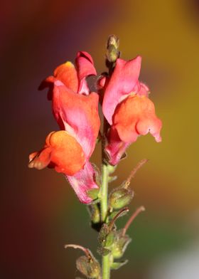 Antirrhinum flower blossom