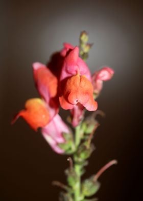 Flower blossom background