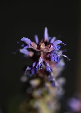 Flower blossoming close up