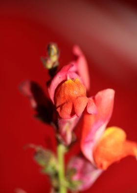 Flower blossoming close up