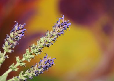 Flower blossoming close up